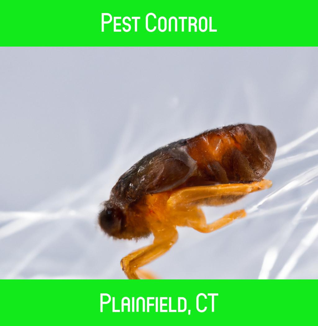 pest control in Plainfield Connecticut