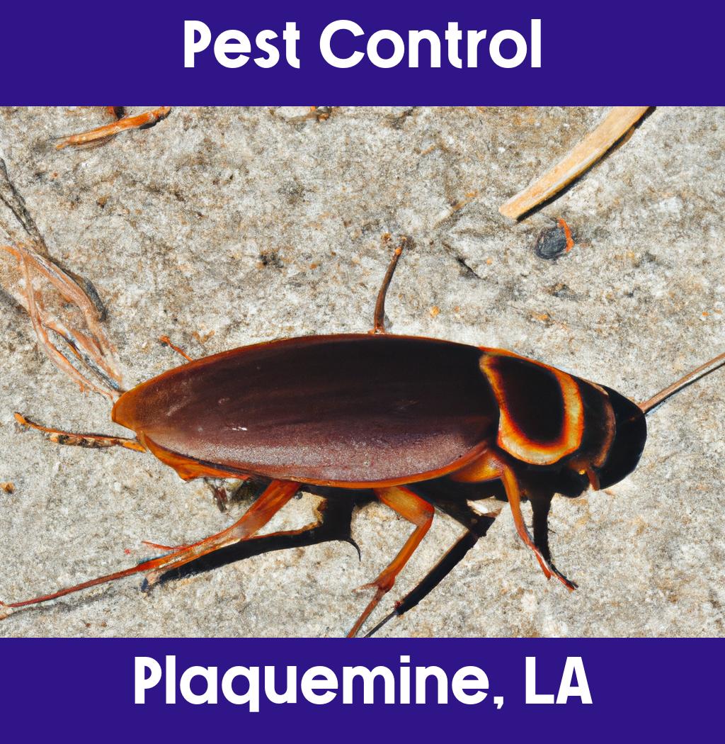 pest control in Plaquemine Louisiana