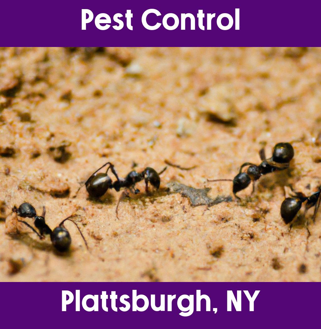 pest control in Plattsburgh New York