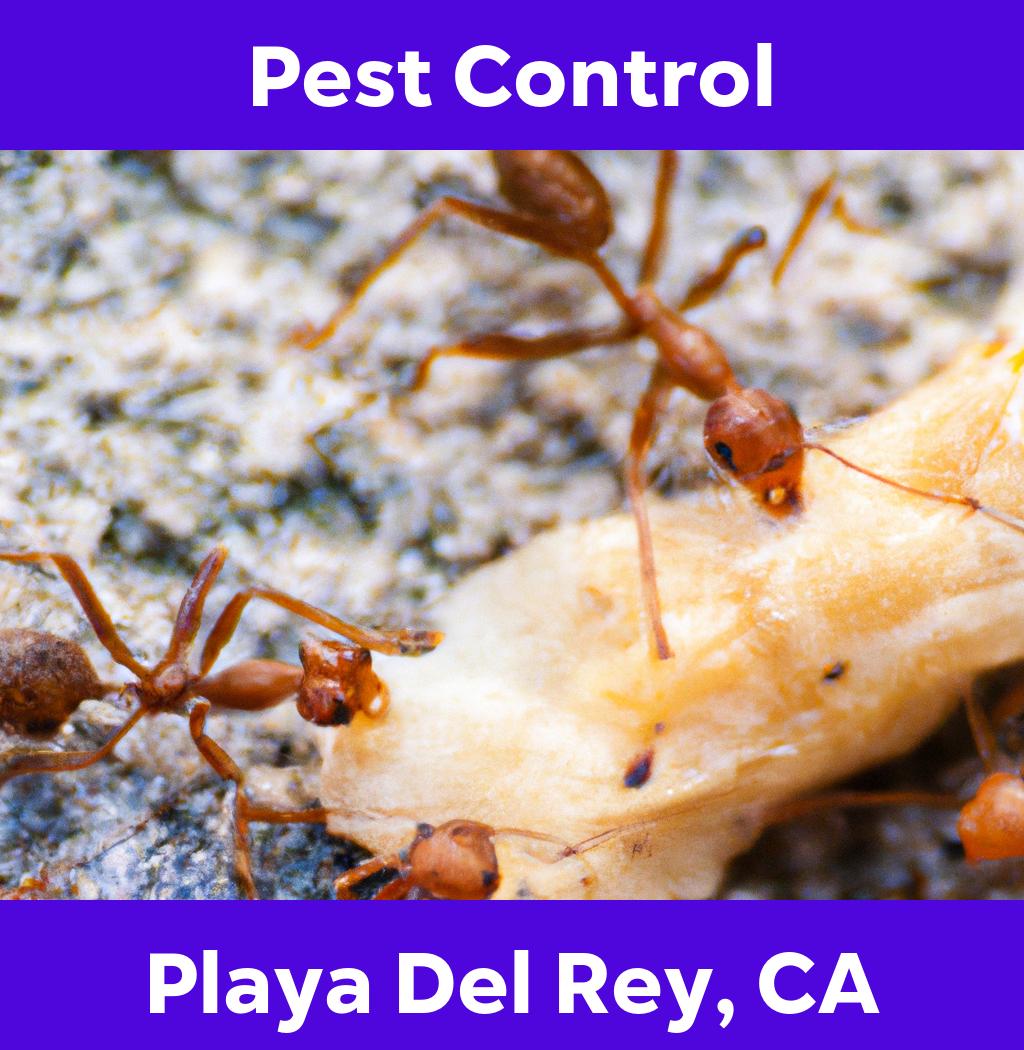 pest control in Playa Del Rey California