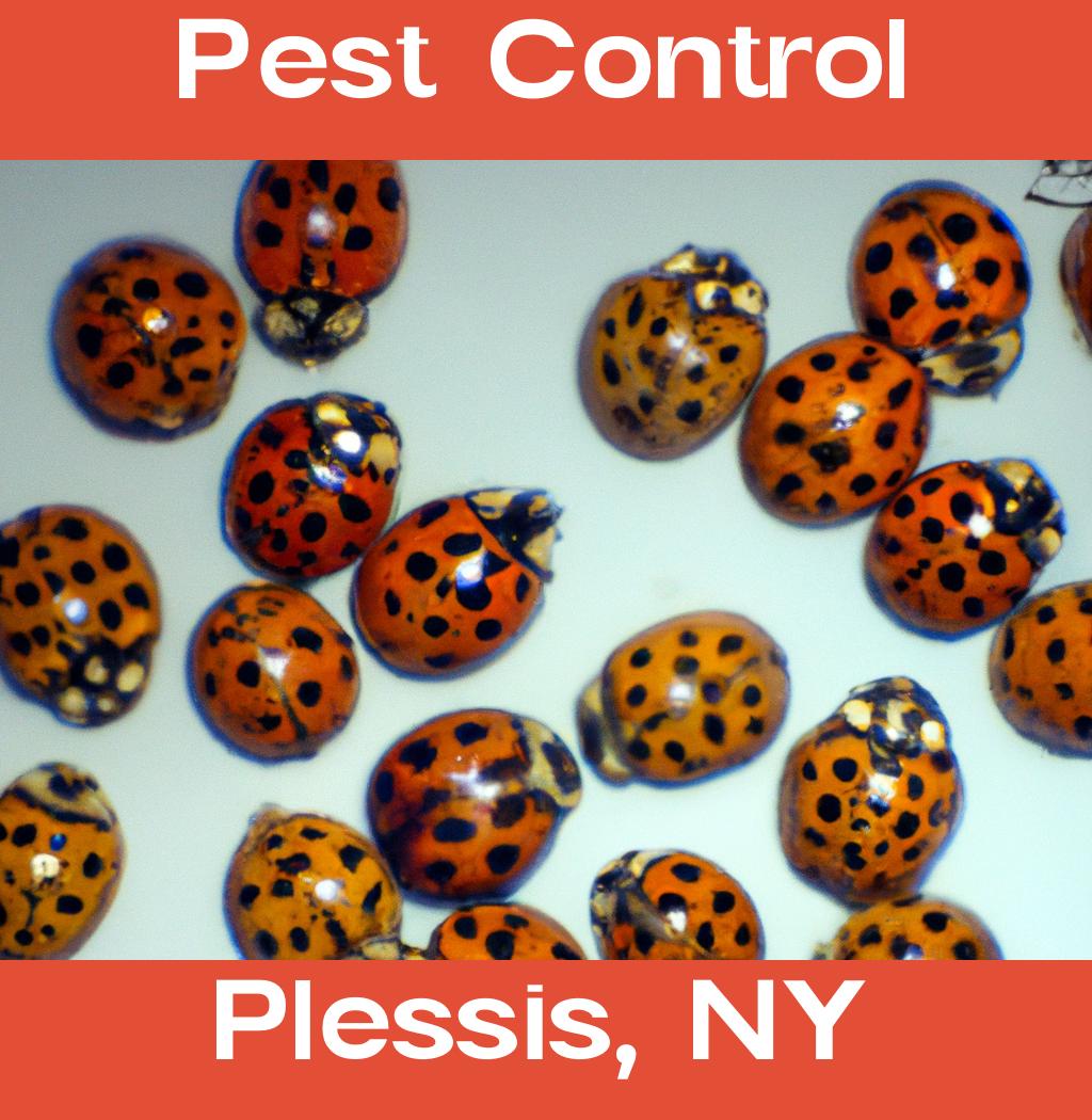 pest control in Plessis New York