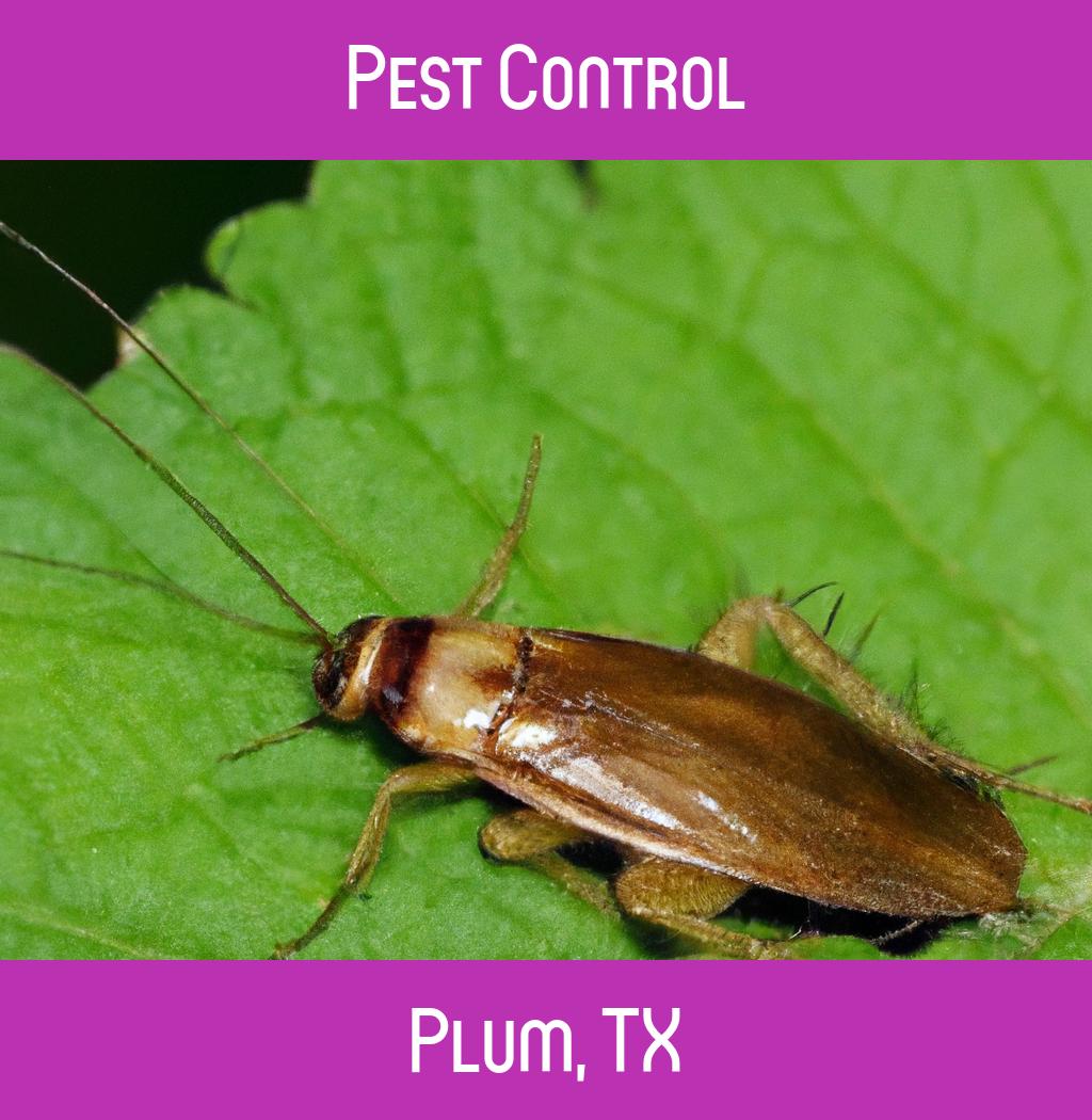 pest control in Plum Texas