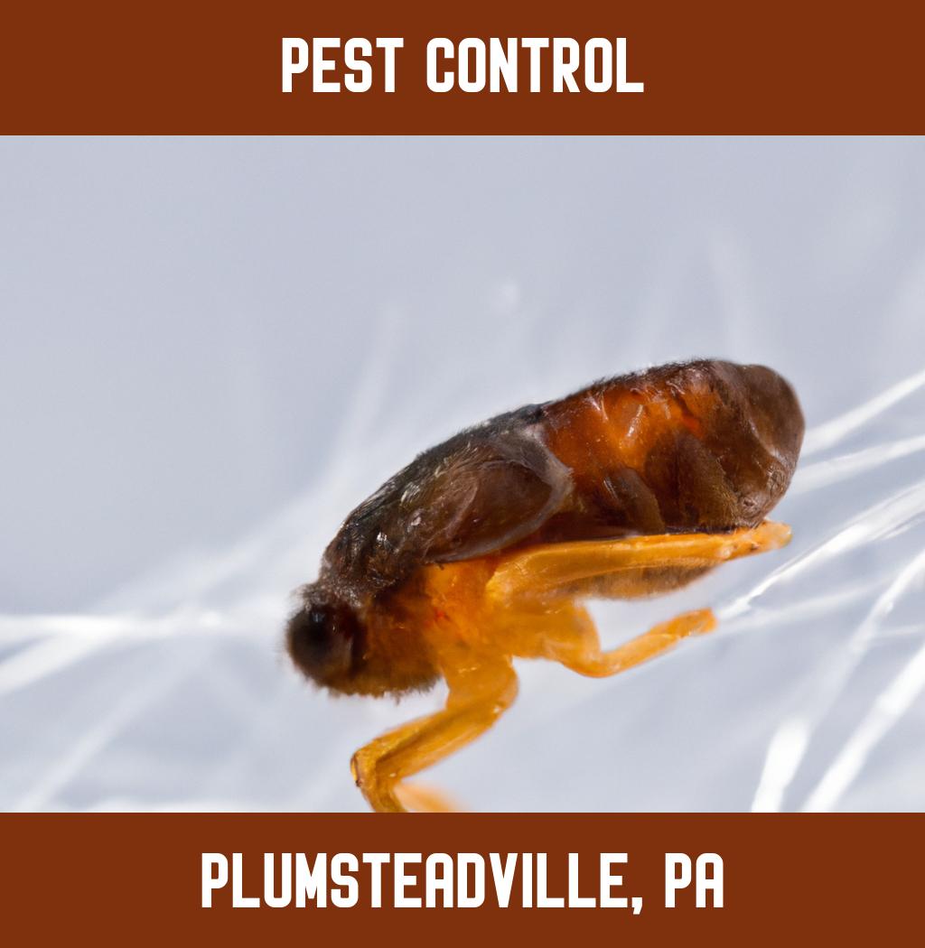 pest control in Plumsteadville Pennsylvania