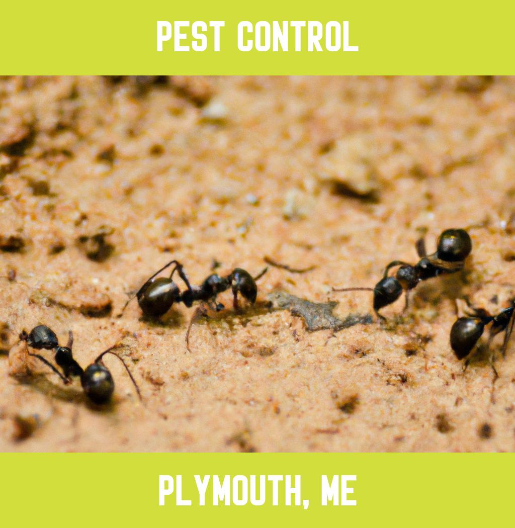 pest control in Plymouth Maine