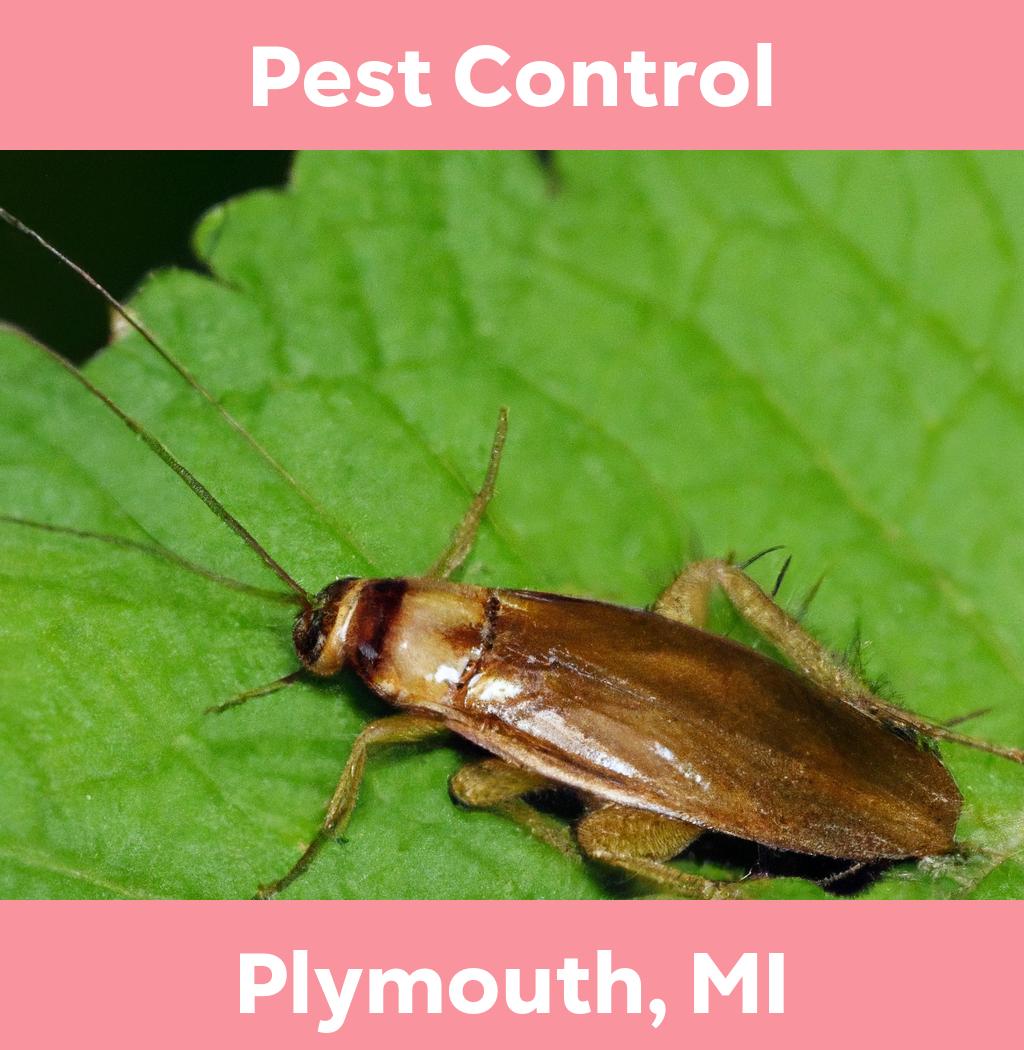 pest control in Plymouth Michigan