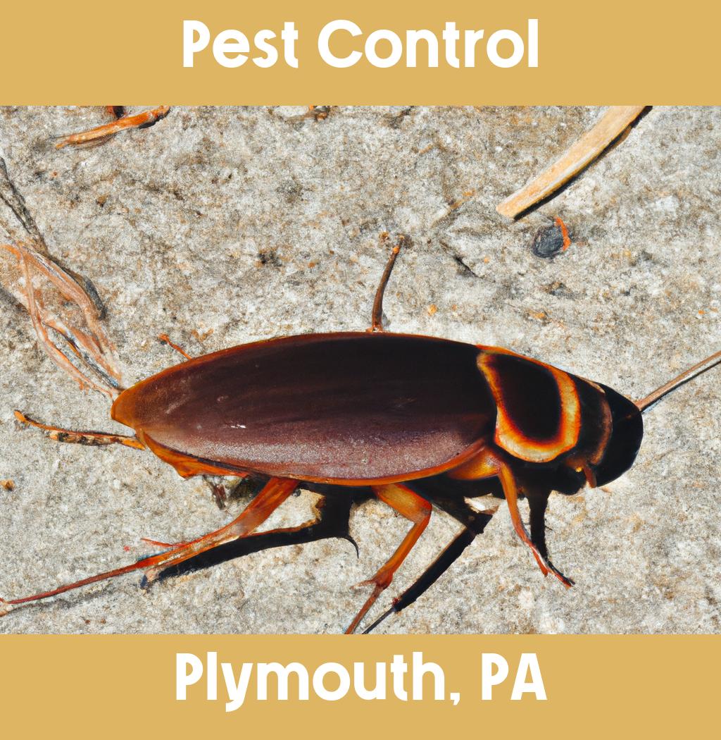 pest control in Plymouth Pennsylvania