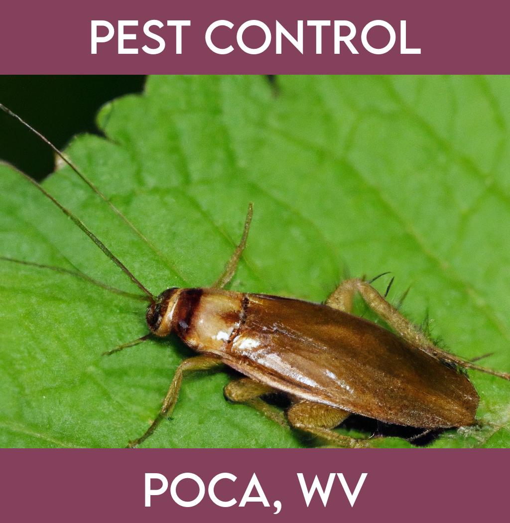 pest control in Poca West Virginia