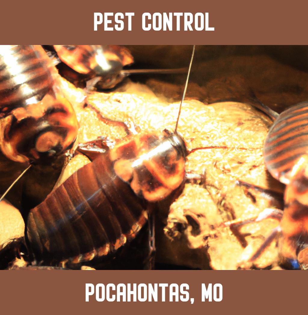 pest control in Pocahontas Missouri
