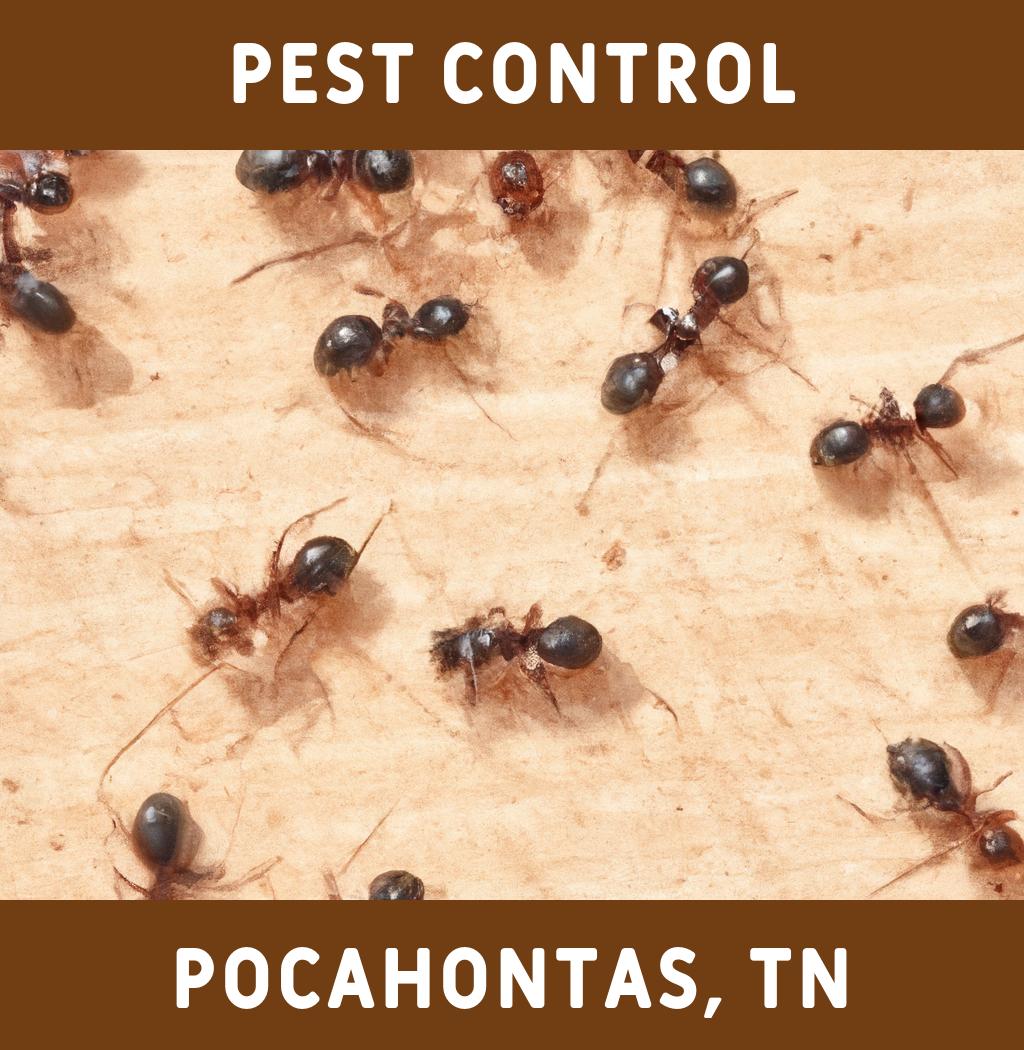 pest control in Pocahontas Tennessee