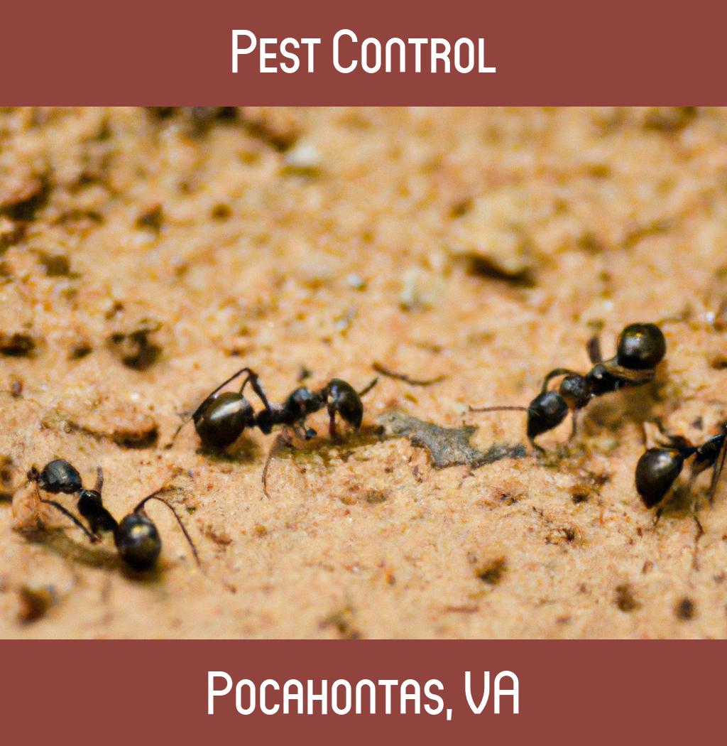 pest control in Pocahontas Virginia