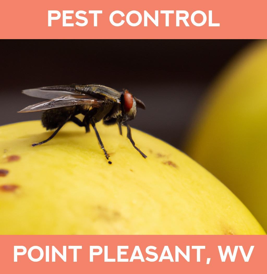 pest control in Point Pleasant West Virginia