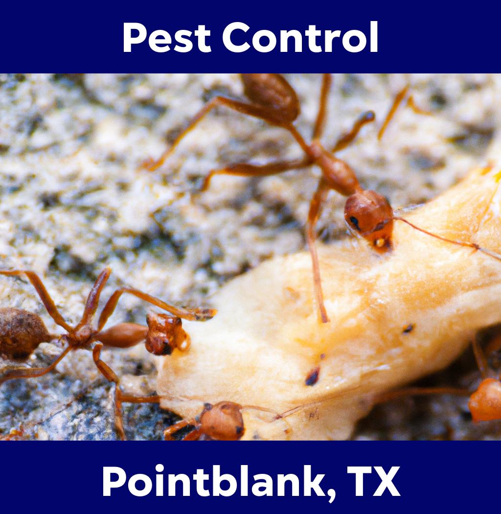 pest control in Pointblank Texas