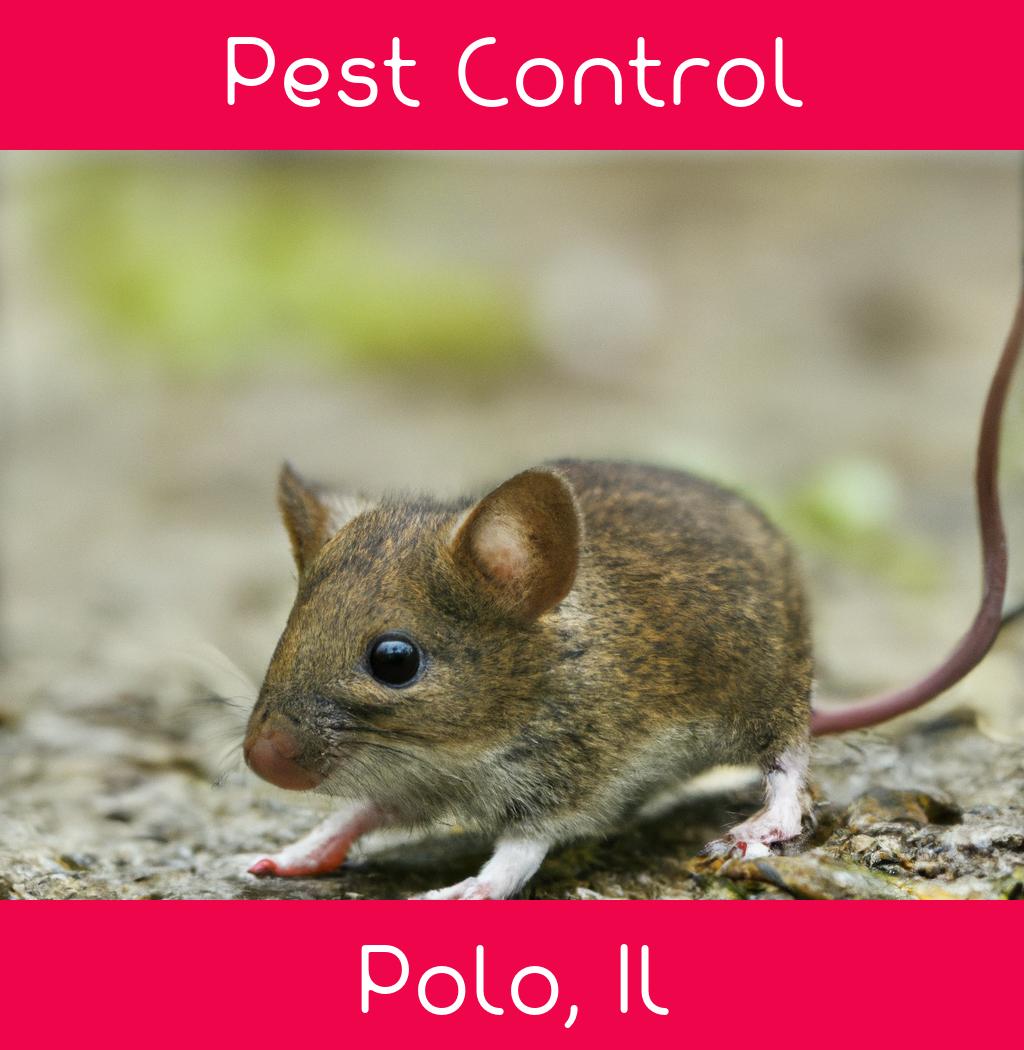 pest control in Polo Illinois