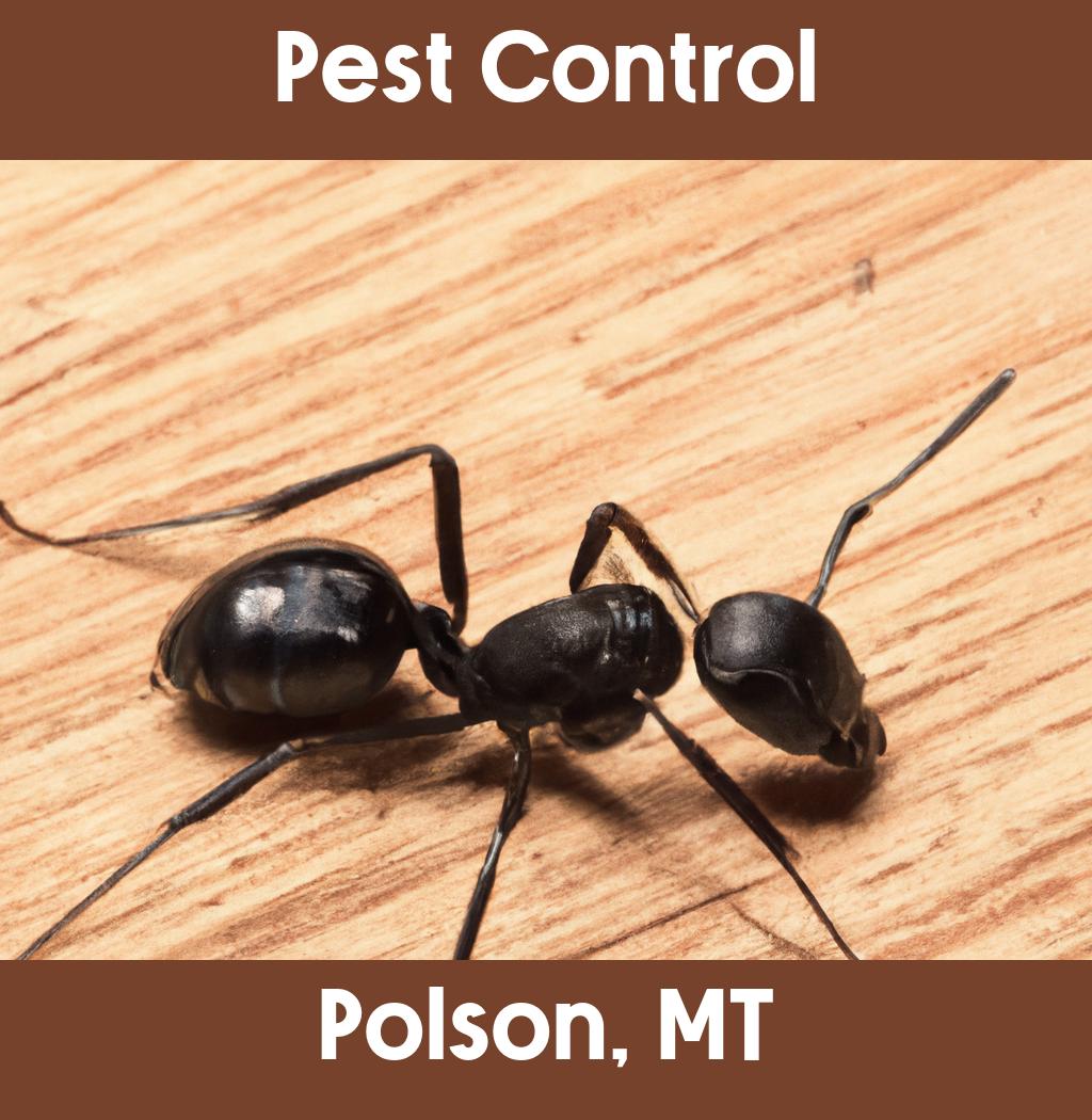pest control in Polson Montana