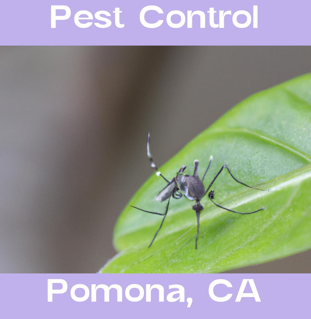 pest control in Pomona California