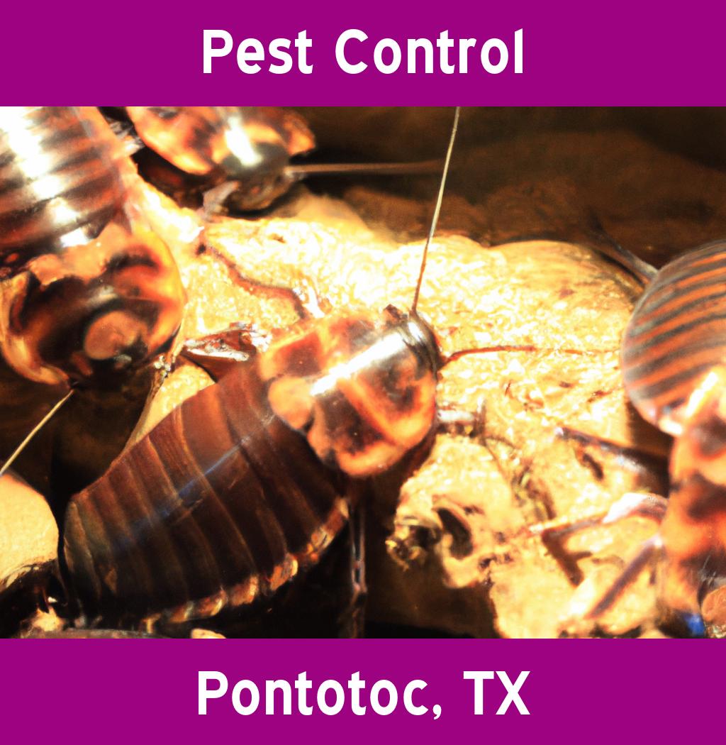 pest control in Pontotoc Texas