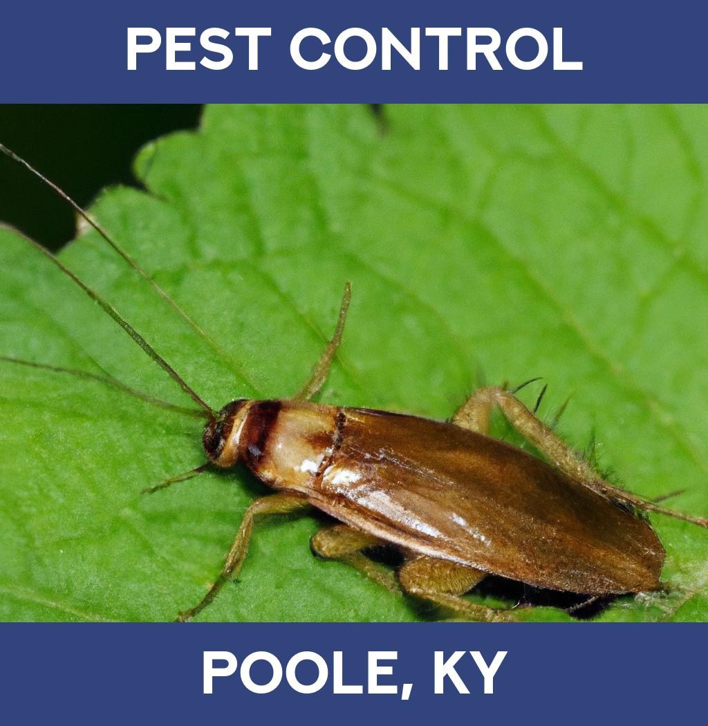 pest control in Poole Kentucky