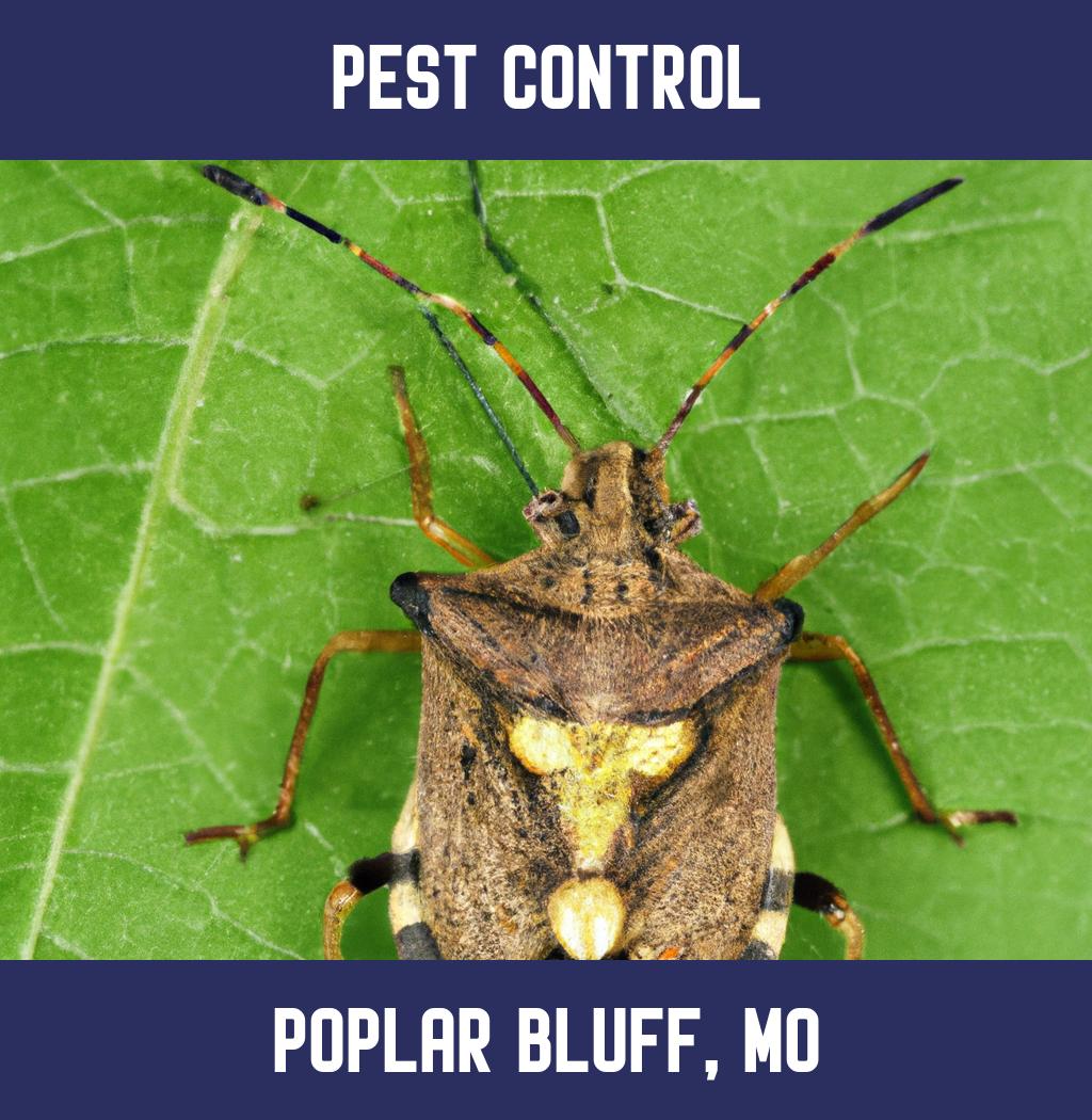 pest control in Poplar Bluff Missouri