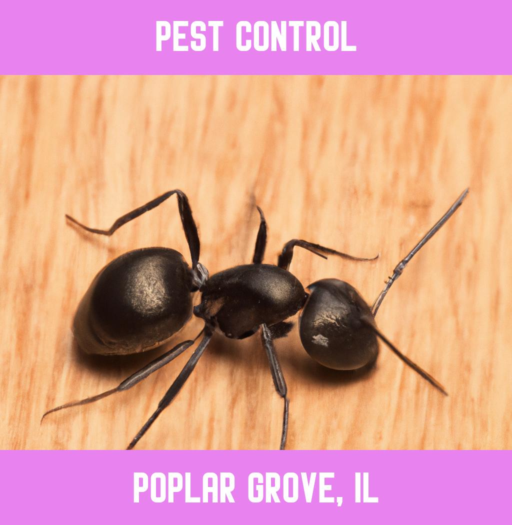 pest control in Poplar Grove Illinois