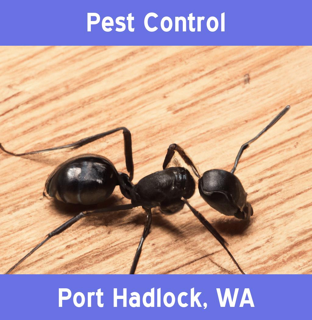 pest control in Port Hadlock Washington
