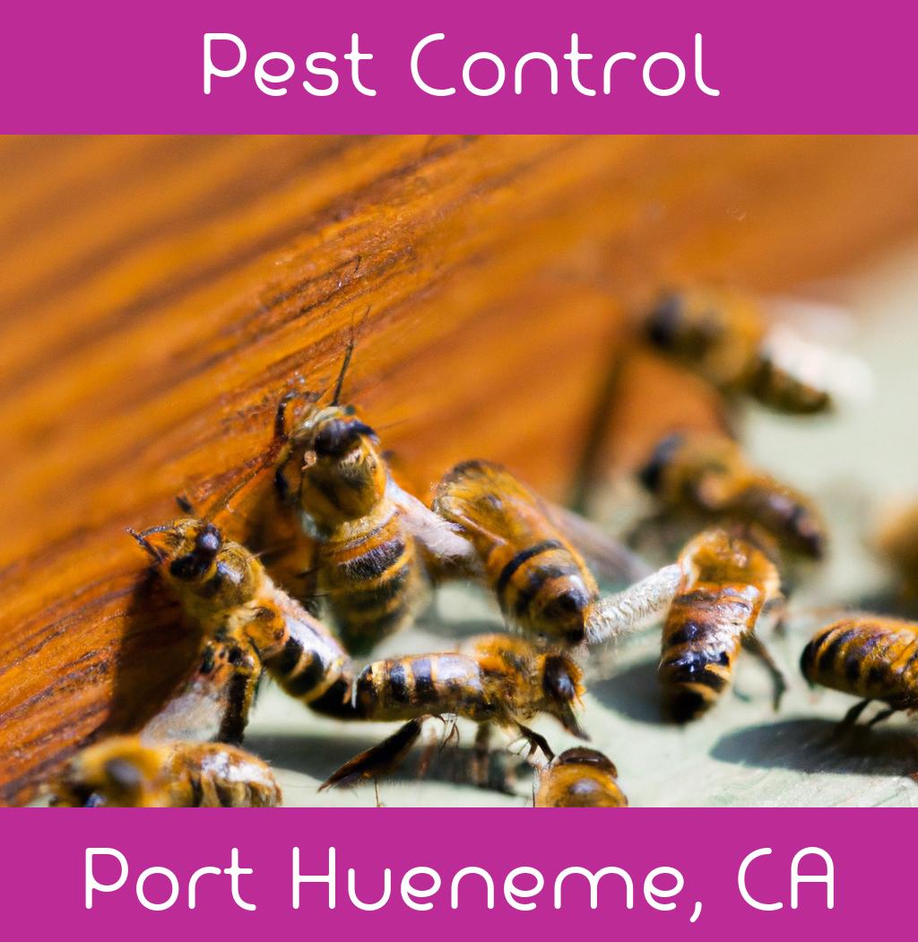 pest control in Port Hueneme California