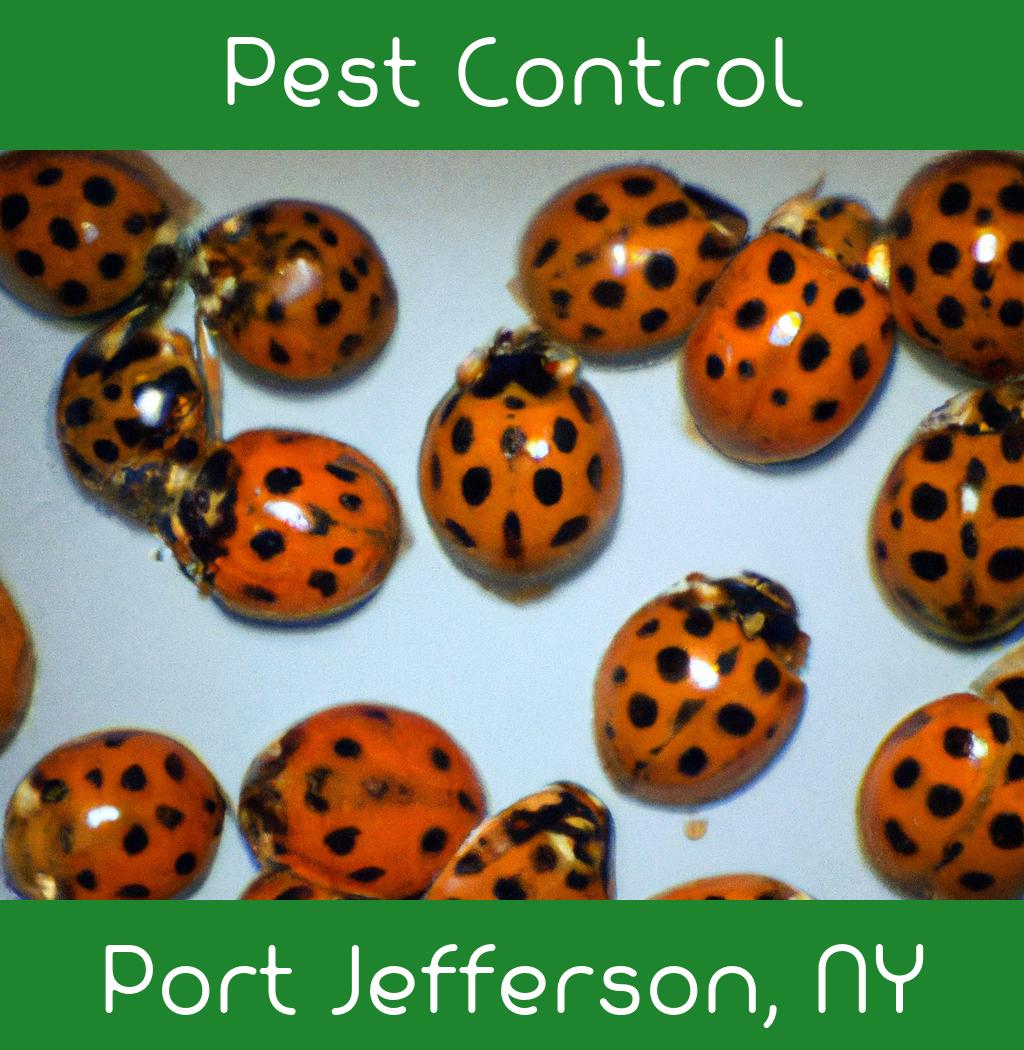 pest control in Port Jefferson New York