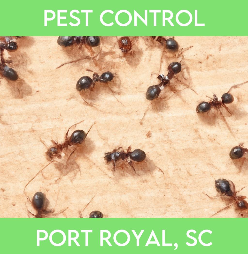pest control in Port Royal South Carolina