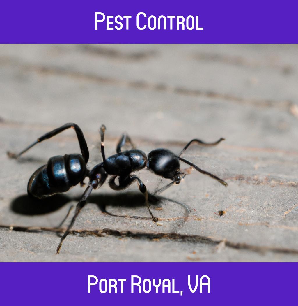pest control in Port Royal Virginia