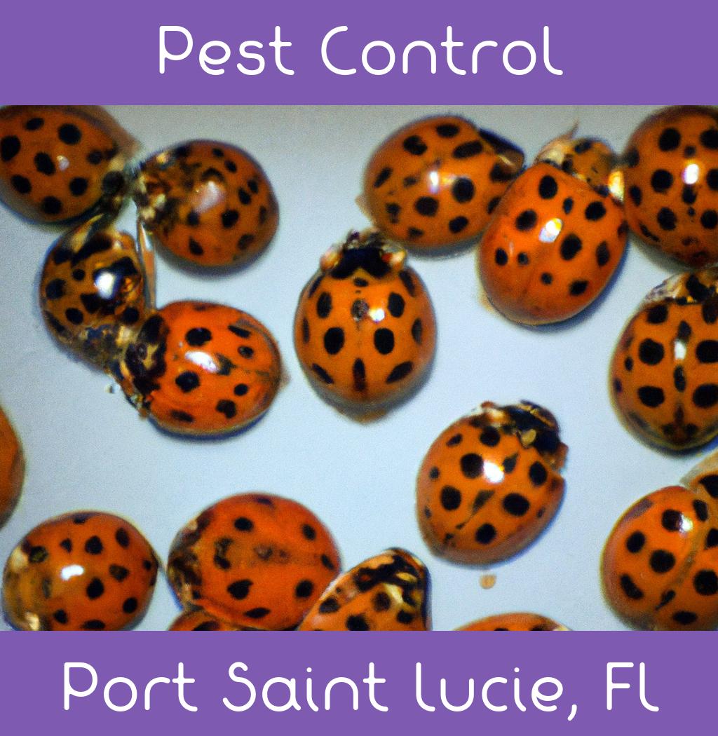 pest control in Port Saint Lucie Florida