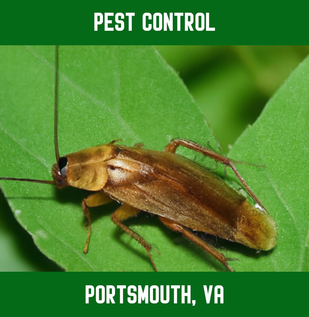 pest control in Portsmouth Virginia