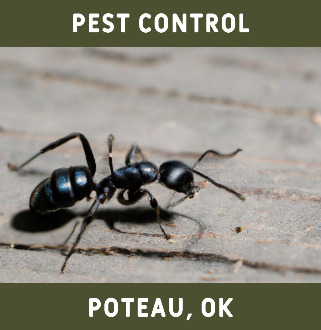 pest control in Poteau Oklahoma