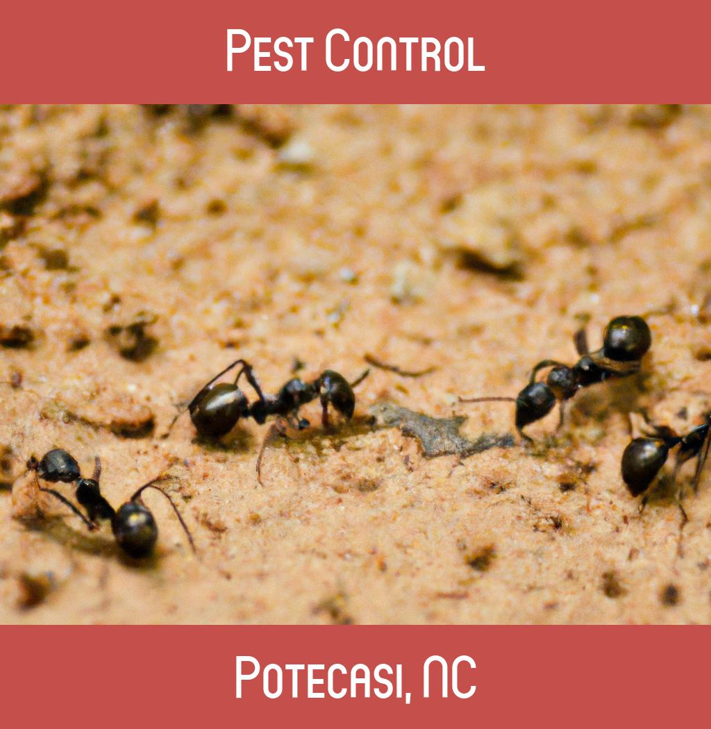 pest control in Potecasi North Carolina