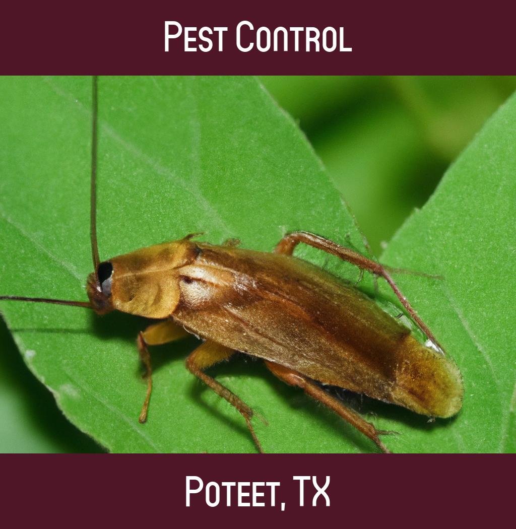pest control in Poteet Texas