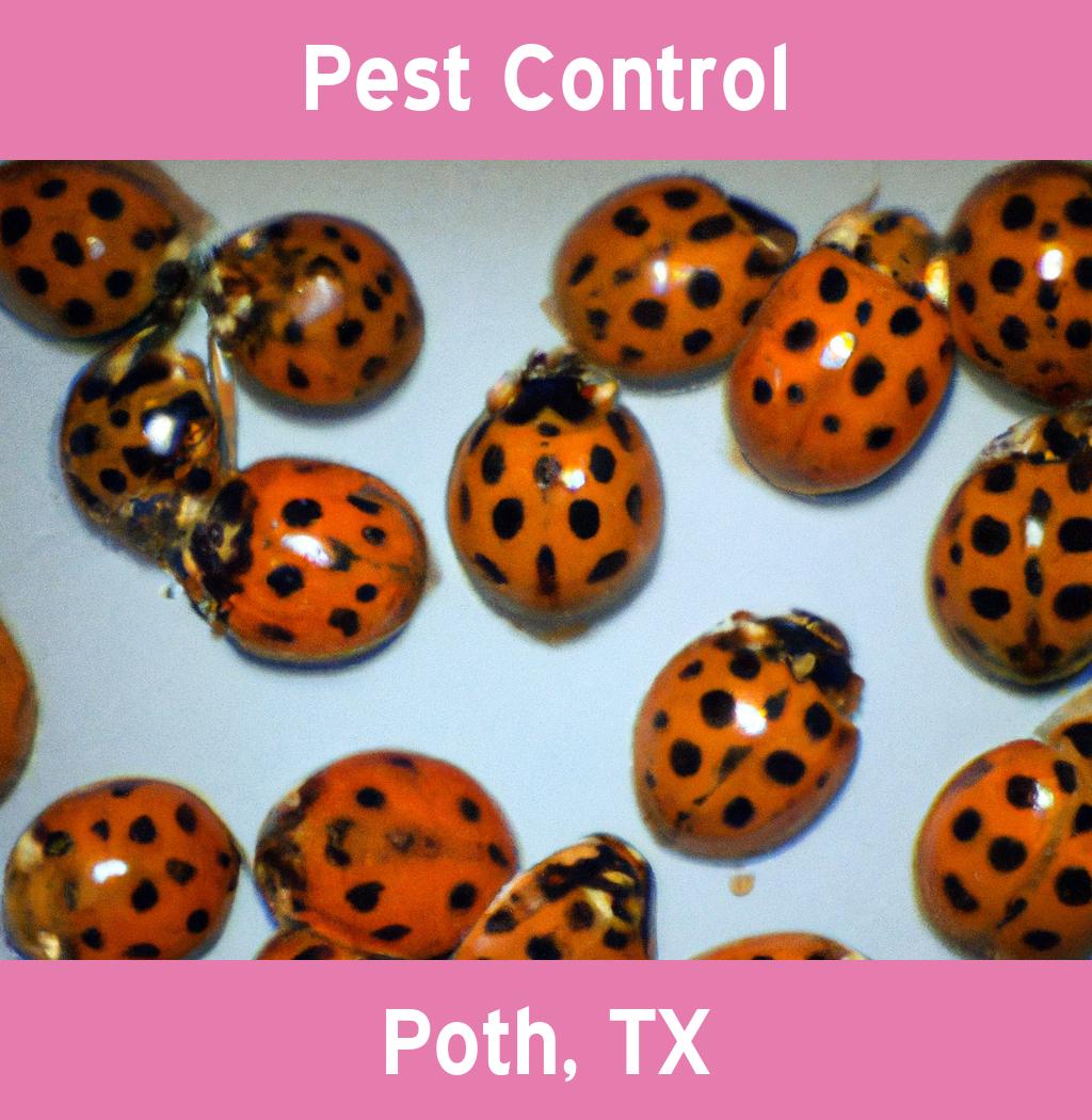 pest control in Poth Texas