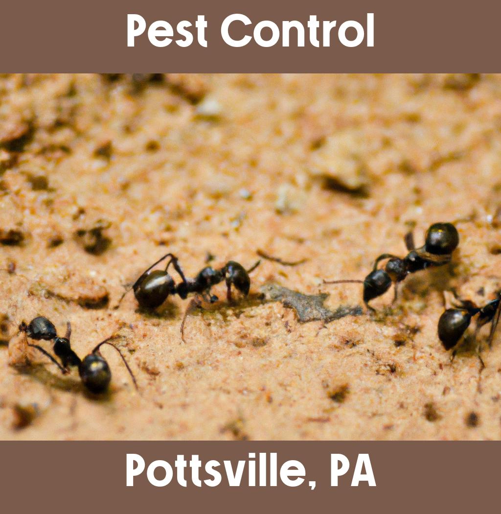 pest control in Pottsville Pennsylvania