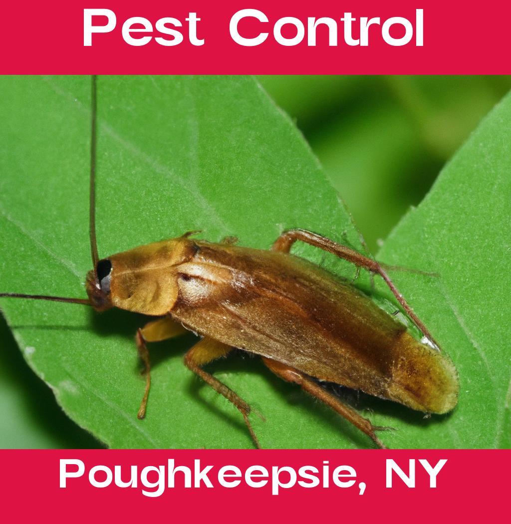 pest control in Poughkeepsie New York