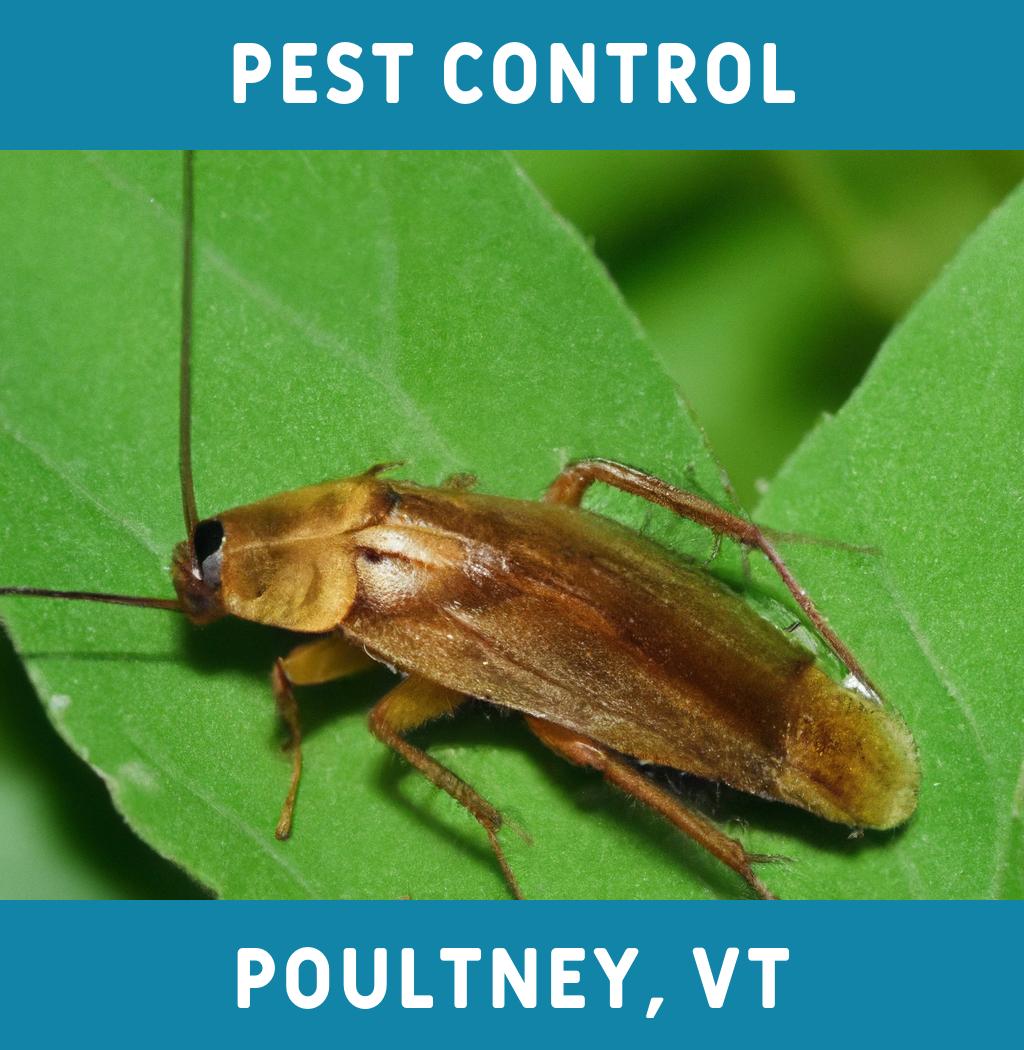 pest control in Poultney Vermont
