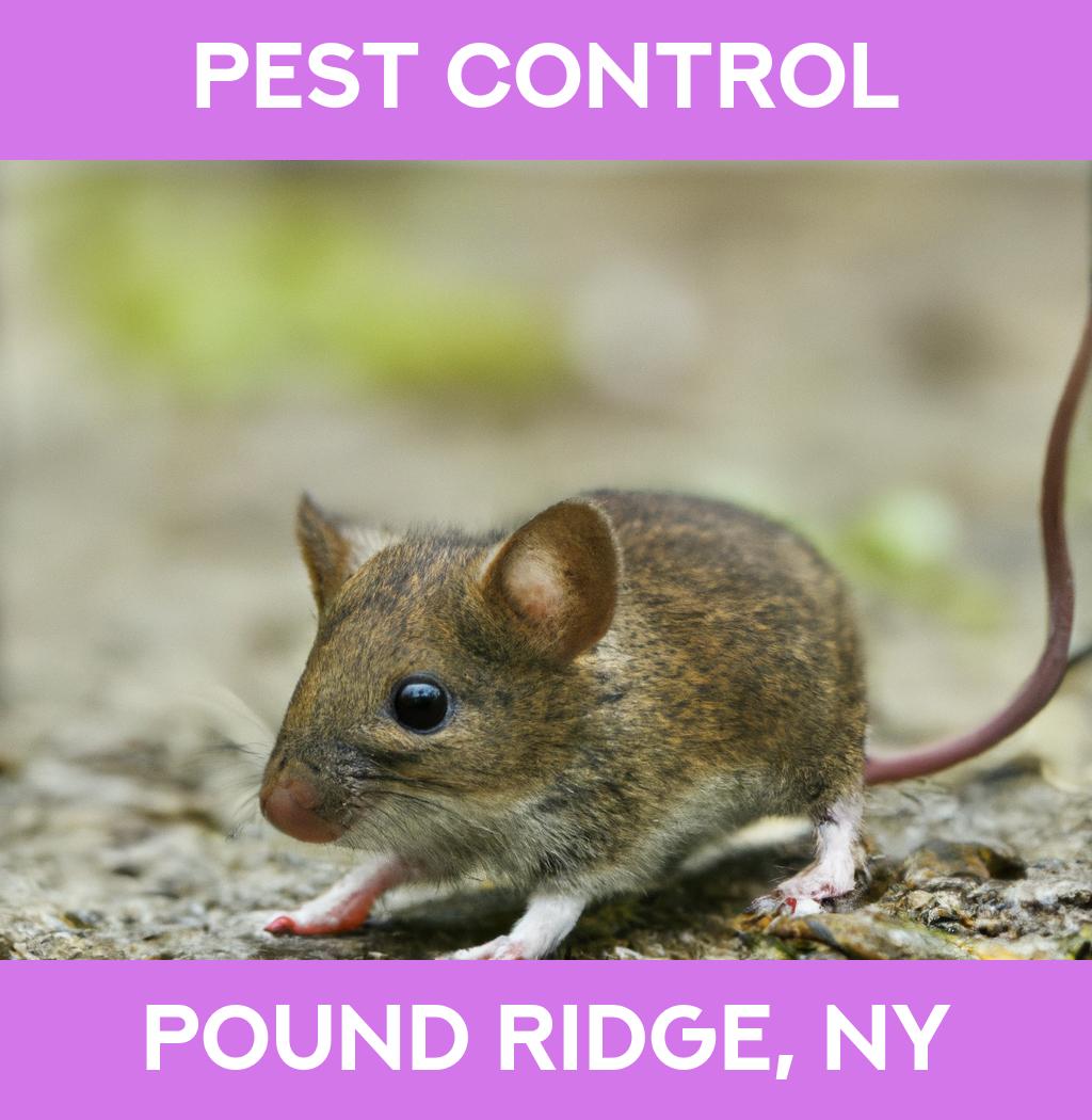 pest control in Pound Ridge New York