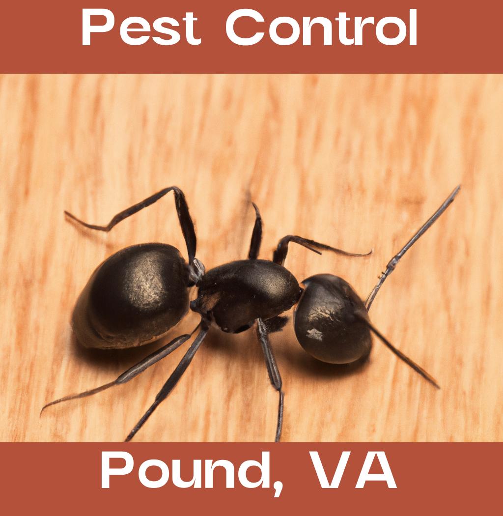 pest control in Pound Virginia