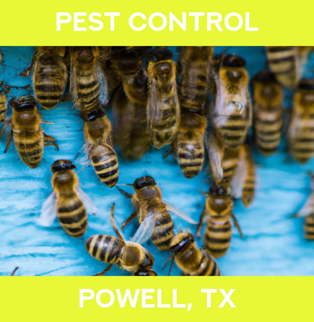 pest control in Powell Texas