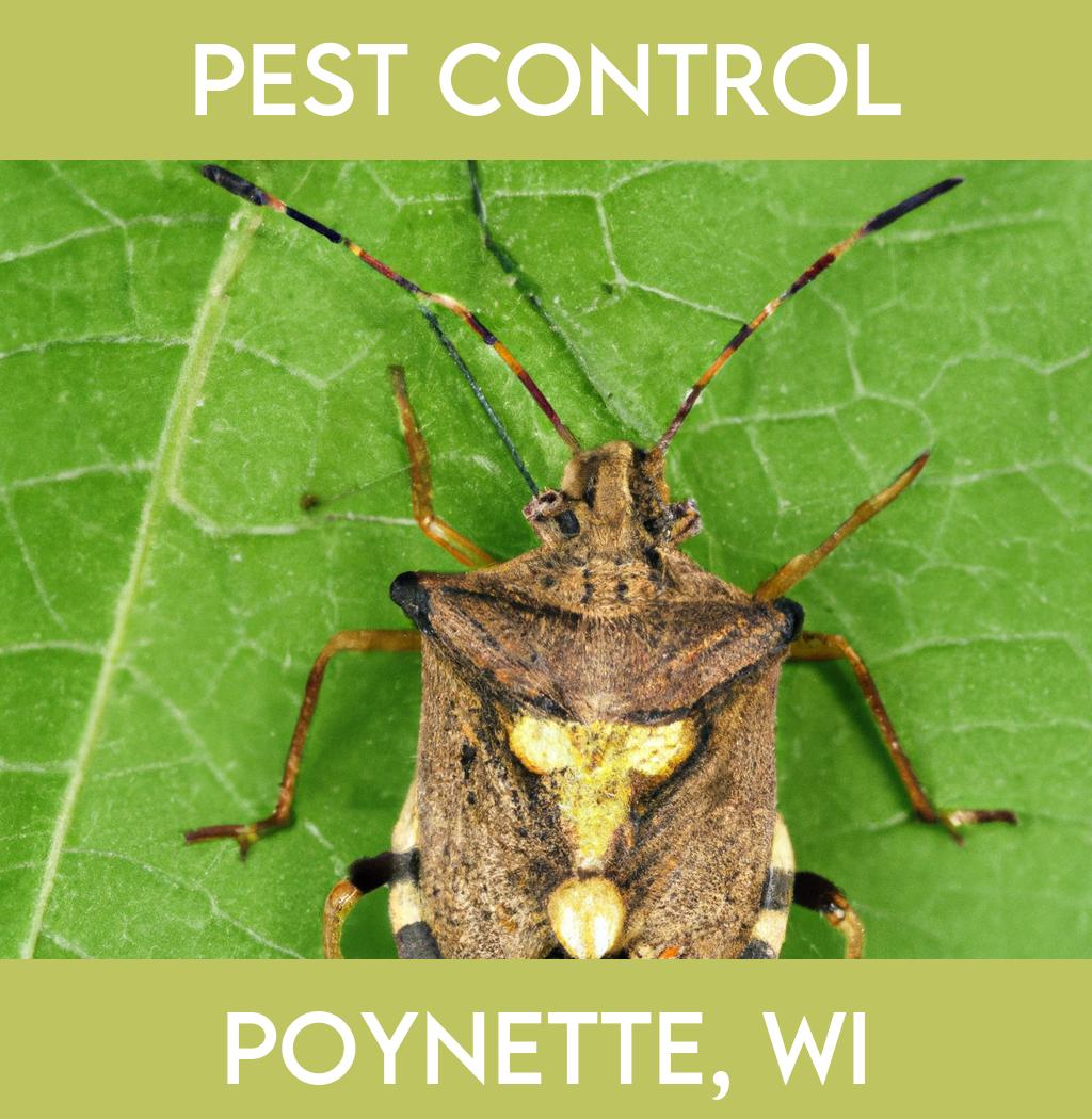 pest control in Poynette Wisconsin