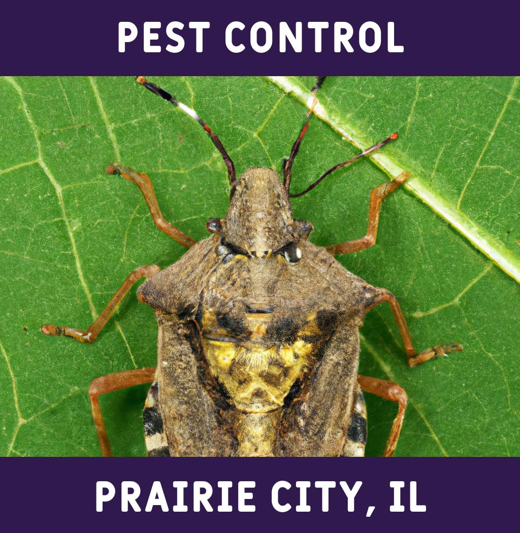 pest control in Prairie City Illinois