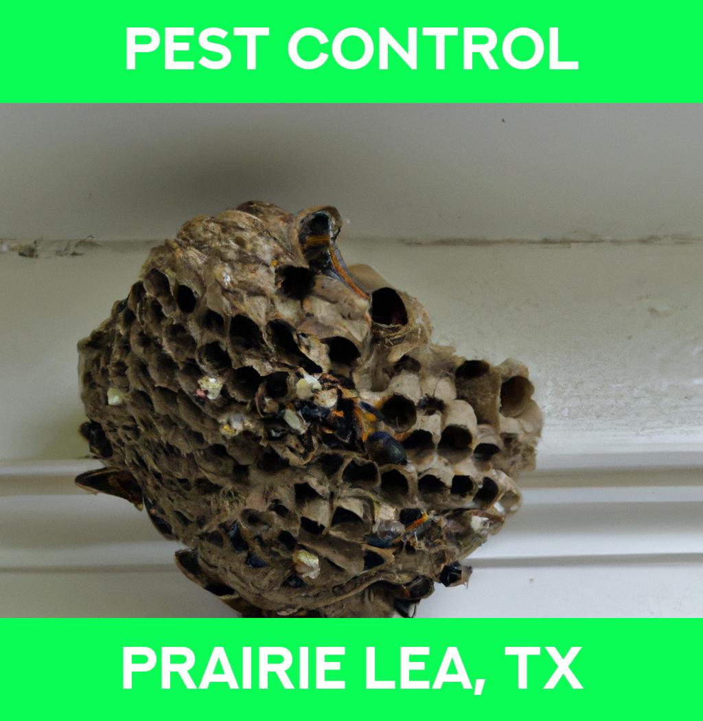 pest control in Prairie Lea Texas