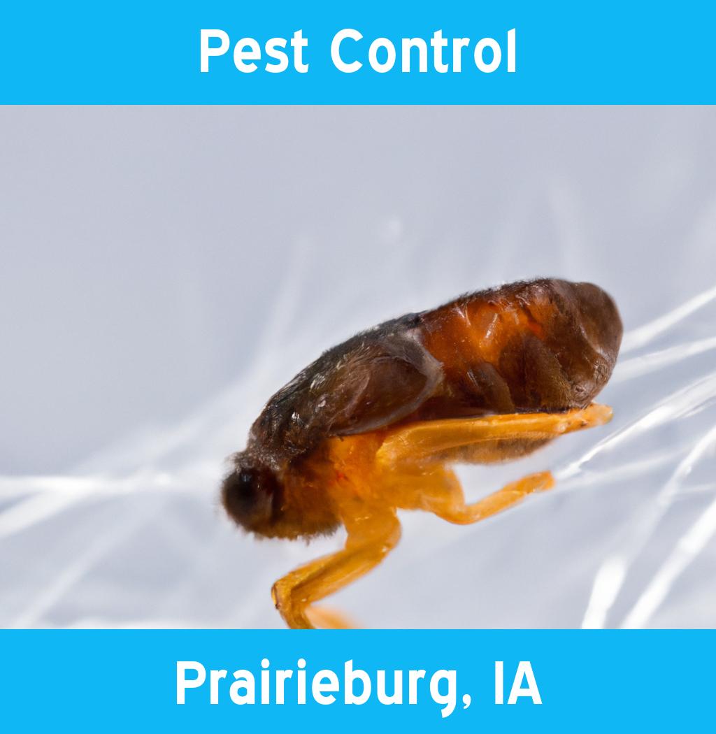 pest control in Prairieburg Iowa