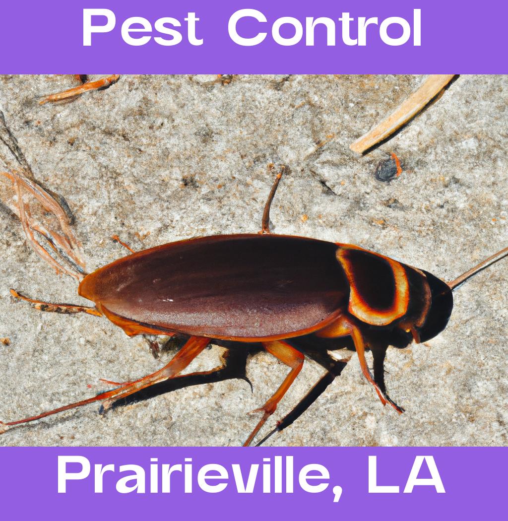 pest control in Prairieville Louisiana