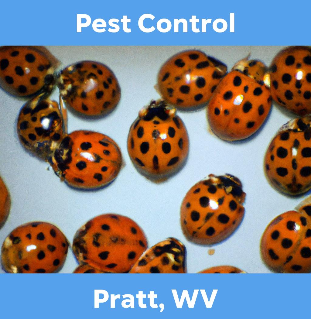 pest control in Pratt West Virginia