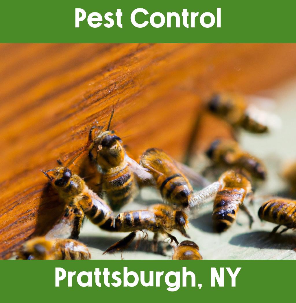 pest control in Prattsburgh New York