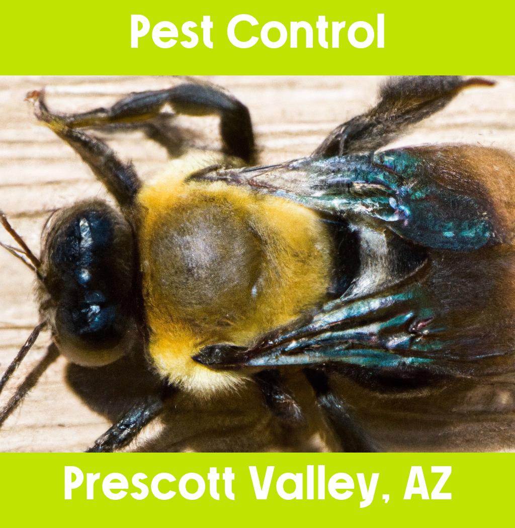 pest control in Prescott Valley Arizona