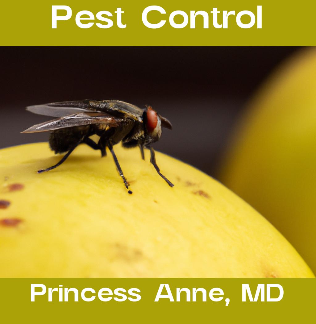 pest control in Princess Anne Maryland