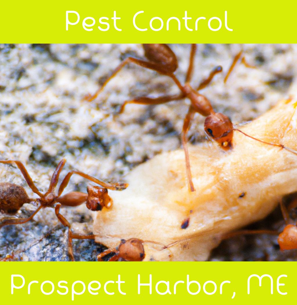 pest control in Prospect Harbor Maine